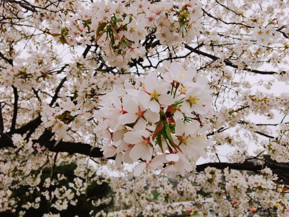 벚꽃벚꽃(1).jpg